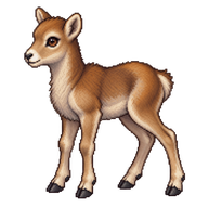 Mouflon Lamb
