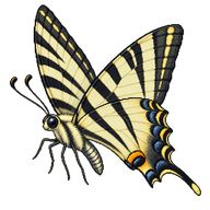 Iberian Scarce Swallowtail
