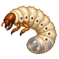 Southern Masked Chafer Larva