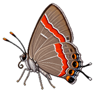 Red-banded Hairstreak