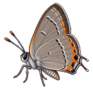 Gray Hairstreak