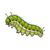 Gray Hairstreak Caterpillar