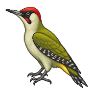 Iberian Green Woodpecker