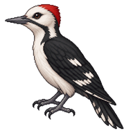 White-headed Woodpecker