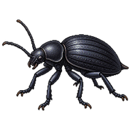 Churchyard Beetle