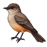 Say's Phoebe