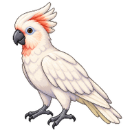 Little Corella