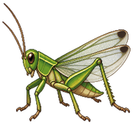 Clear-winged Grasshopper