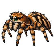 Heavy Jumper