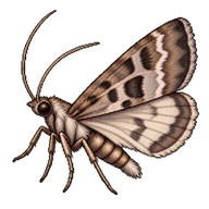 European Pepper Moth