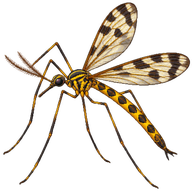 Ornate Crane Fly