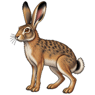 Iberian Hare