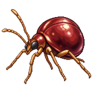 Shiny Spider Beetle