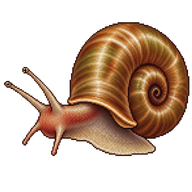 Giant Ramshorn Snail