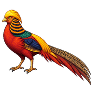 Golden Pheasant