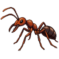 Army Ant