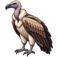 White-backed Vulture