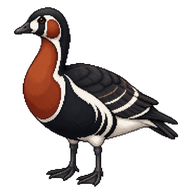 Red-breasted Goose