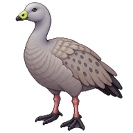 Cape Barren Goose