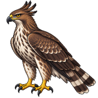 Mountain Hawk-Eagle