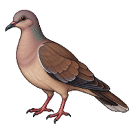 Caribbean Dove