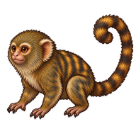 Pygmy Marmoset