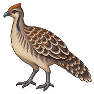 Malleefowl