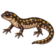Long-toed Salamander