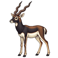 Blackbuck