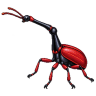 Giraffe Weevil
