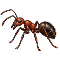 European Red Wood Ant