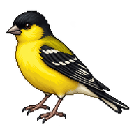 Lesser Goldfinch