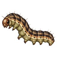 Southern Armyworm Caterpillar