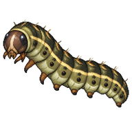 Lawn Armyworm Caterpillar
