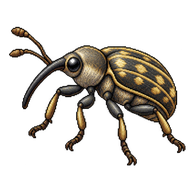 Yellow starthistle rosette weevil