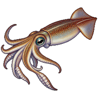 Southern Calamari