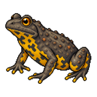 Yellow-bellied Toad