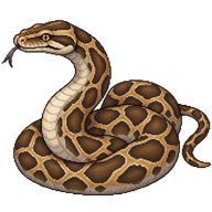 Burmese Python
