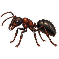 Western Carpenter Ant