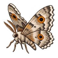 Faint-spotted Angle