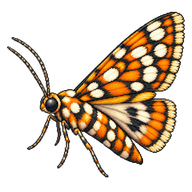 Ailanthus Webworm Moth