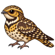 Yellow Poorwill