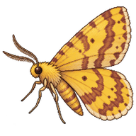 False Crocus Geometer Moth