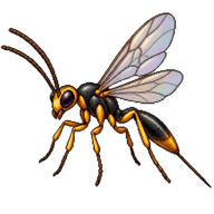 Egg Parasitoid Wasp