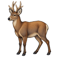 South Andean Huemul