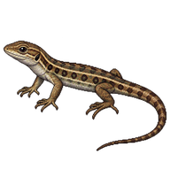 Guadarrama Wall Lizard Hatchling
