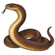 Coastal Taipan