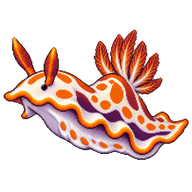 Clown Nudibranch