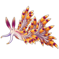 Rudman's Nudibranch