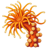 Gorgonian wrapper